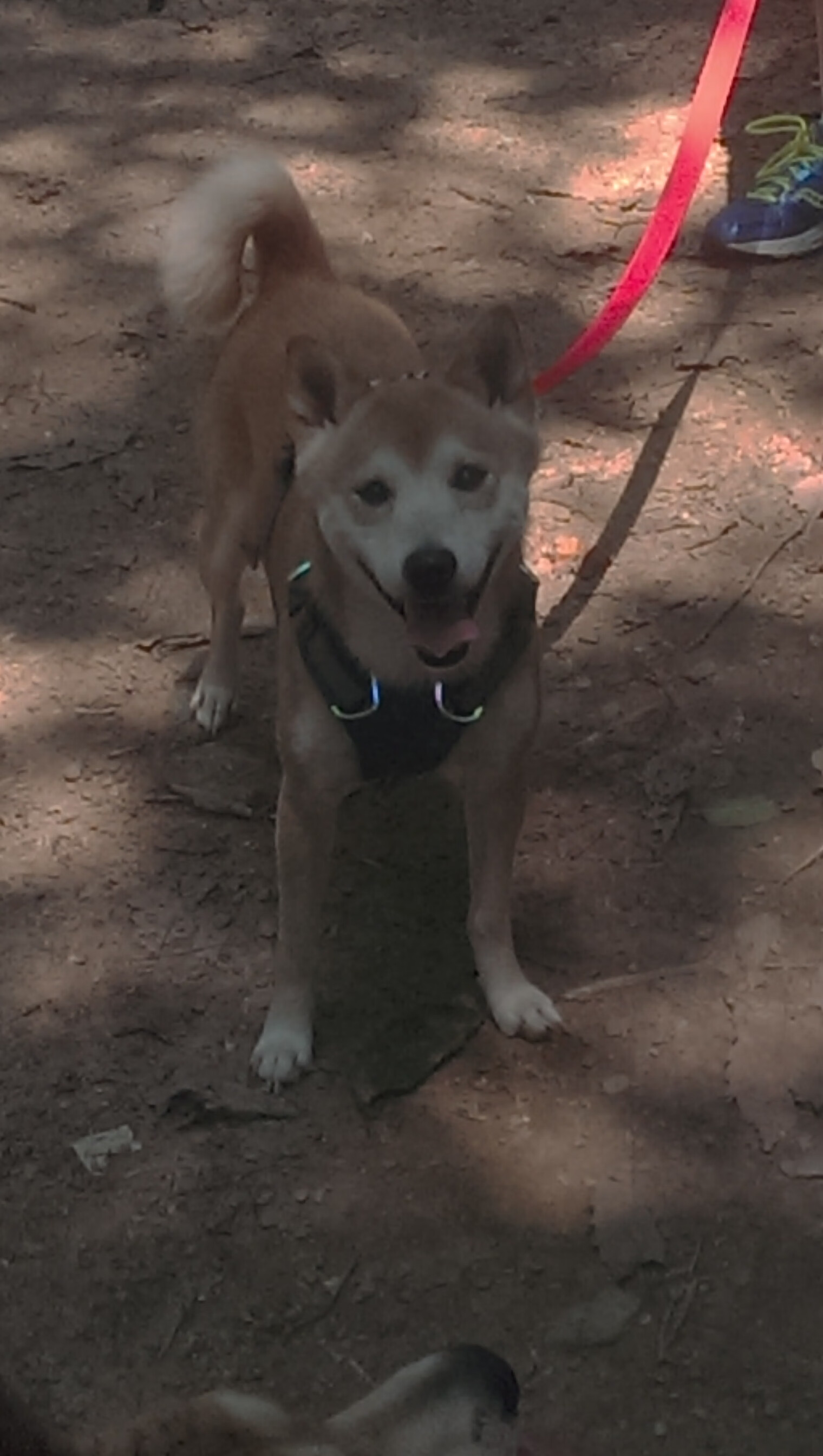 当深圳的霓虹遇见盐湖城的雪，哈登在不存在的比赛中加冕大场面先生