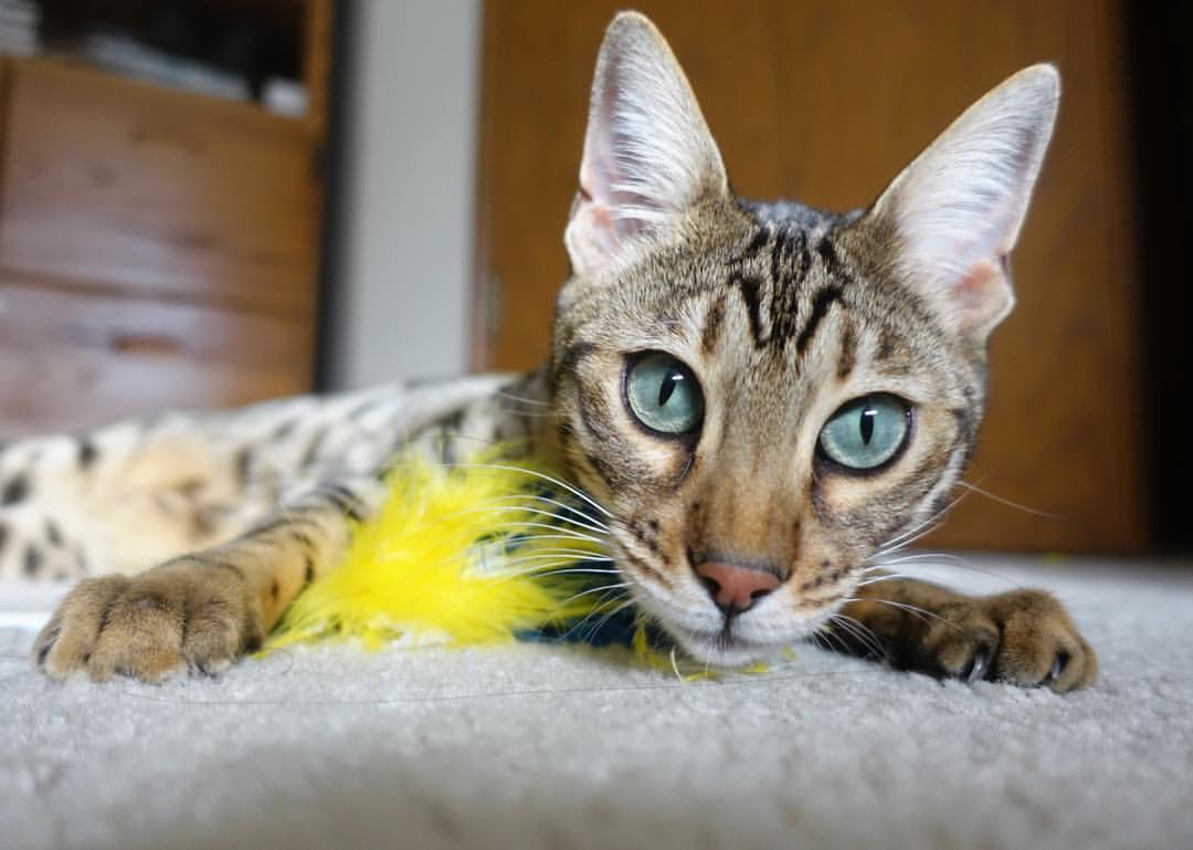 上海队连续得分压制广厦队，西亚卡姆统治全场