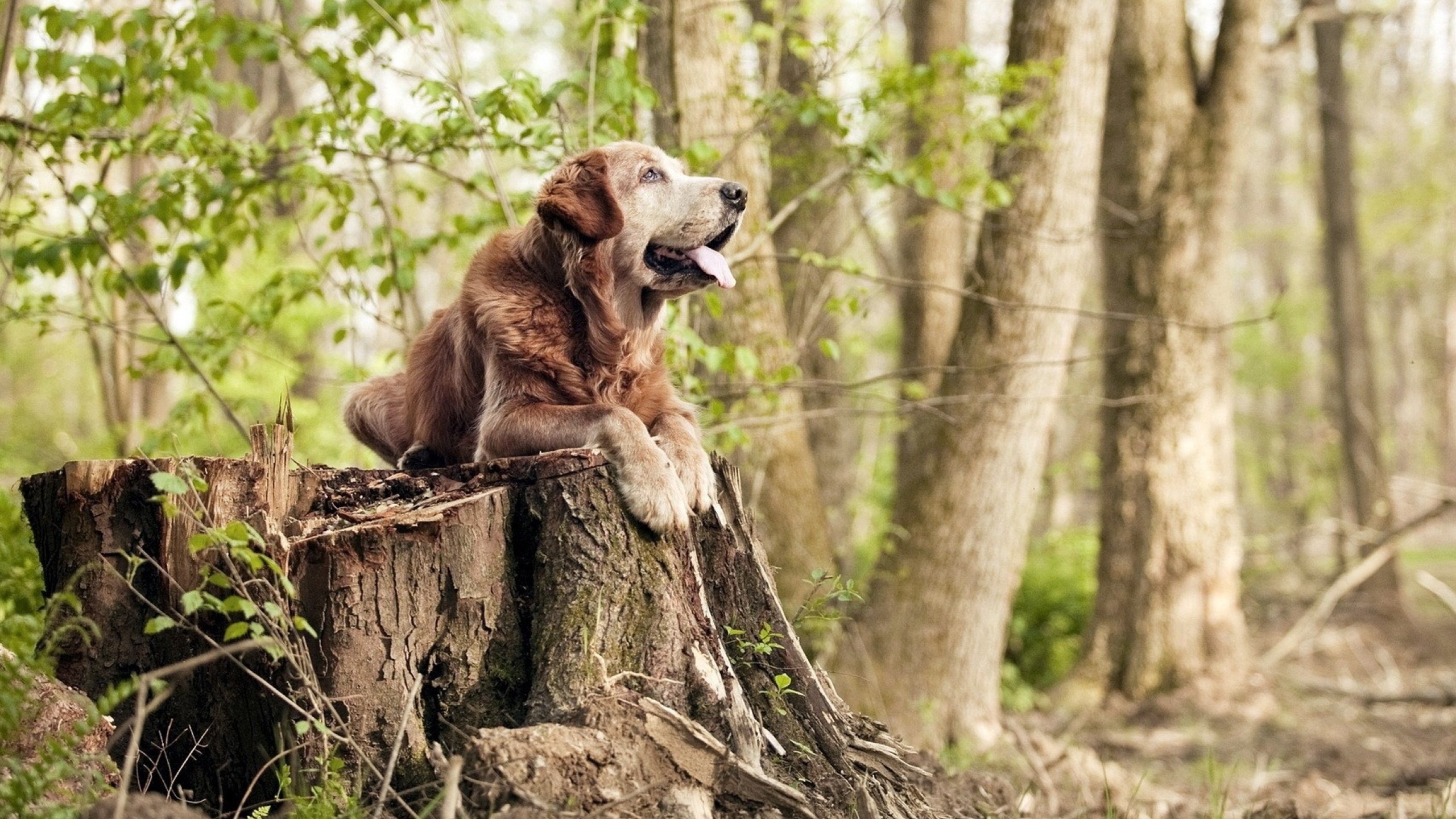 北欧铁骑对阵非洲雄鹰，罗德里关键回合一锤定音，诠释何为大心脏